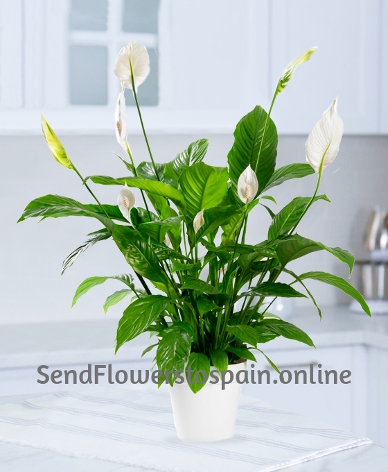 Planta de Spathiphyllum